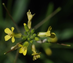 Sisymbrium orientale