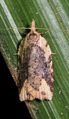Ctenopseustis
