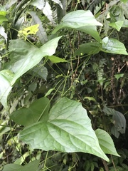 Zehneria