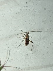 Taedia marmorata