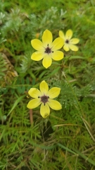 Sisyrinchium conzattii