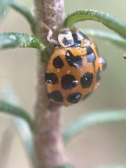 Harmonia conformis