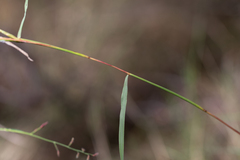 Cymbopogon refractus