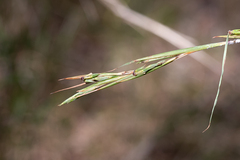 Cymbopogon refractus