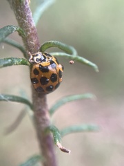 Harmonia conformis