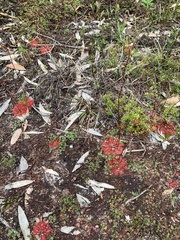Drosera spatulata