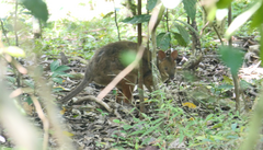 Thylogale stigmatica