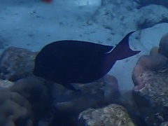 Acanthuridae