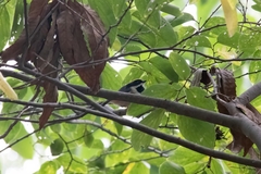 Aegithalos concinnus