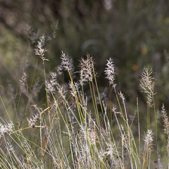 Aristida caput-medusae