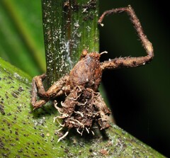 Gibellula
