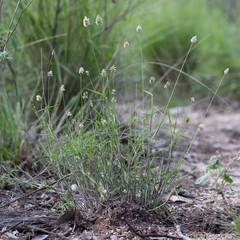 Enneapogon lindleyanus