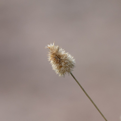 Enneapogon lindleyanus