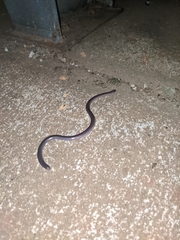 Typhlopidae