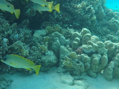 Plectorhinchus gaterinus