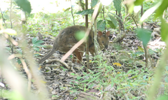 Thylogale stigmatica