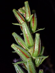 Oenothera glazioviana