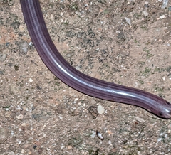 Typhlopidae