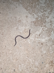 Typhlopidae