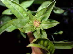 Oenothera glazioviana