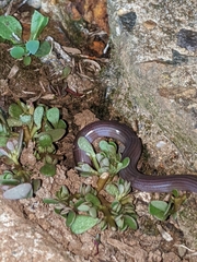 Typhlopidae