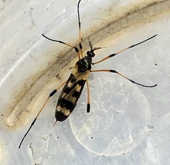 Gynoplistia bella