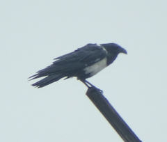 Corvus albus