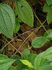Dendrelaphis caudolineatus