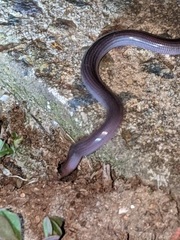 Typhlopidae
