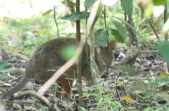 Thylogale stigmatica