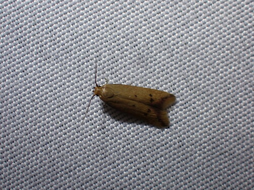 Tachystola hemisema photo 5