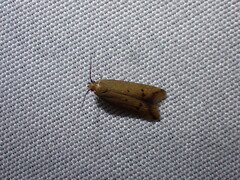 Tachystola hemisema