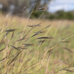 Dichanthium sericeum