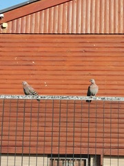 Columba guinea