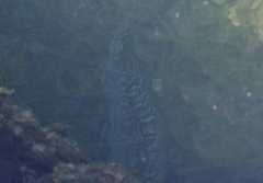 Gymnothorax undulatus