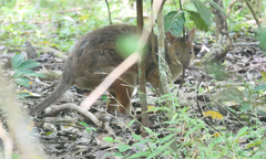 Thylogale stigmatica