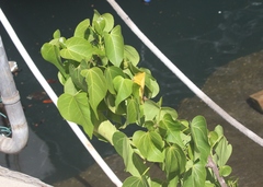 Thespesia populnea