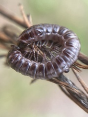 Diplopoda