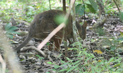 Thylogale stigmatica