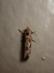 Crocidosema plebejana