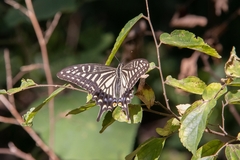 Papilio xuthus