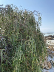 Passerina