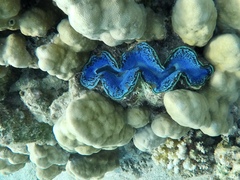 Tridacna maxima