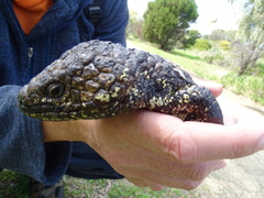 Tiliqua rugosa