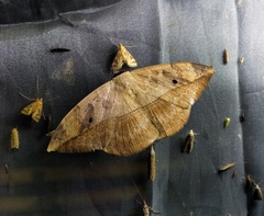 Hypopyra pudens