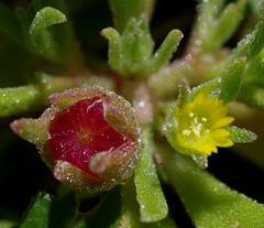 Cleretum papulosum