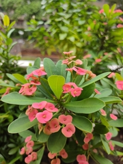 Euphorbia milii