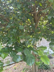 Citrus hystrix
