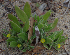 Cleretum papulosum