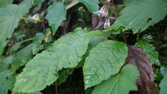 Conandron ramondioides